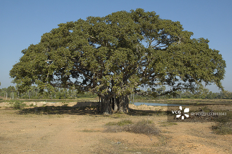 印度榕树图片素材