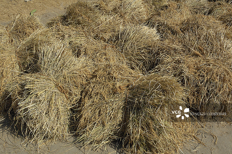 泰米尔纳德邦马哈巴利普兰区域图片素材