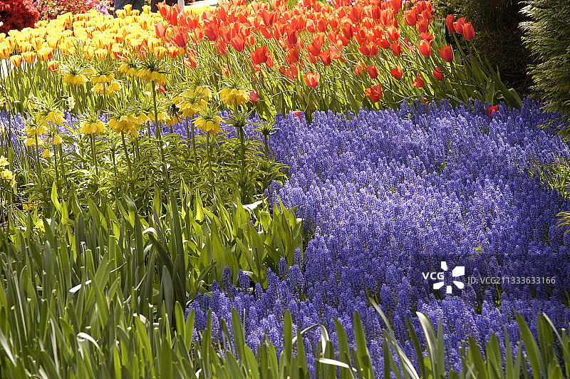 荷兰库肯霍夫花园花卉地图片素材