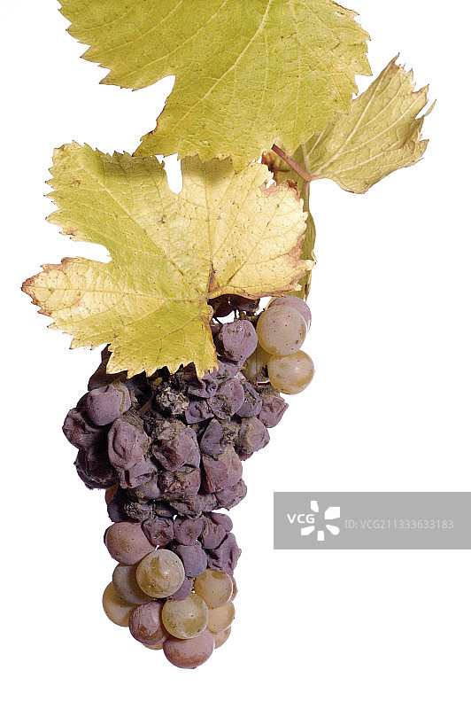 雷司令感染灰葡萄孢霉菌图片素材