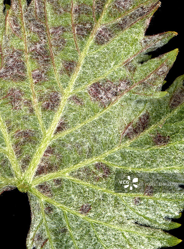 葡萄酒葡萄叶子上的茴香图片素材