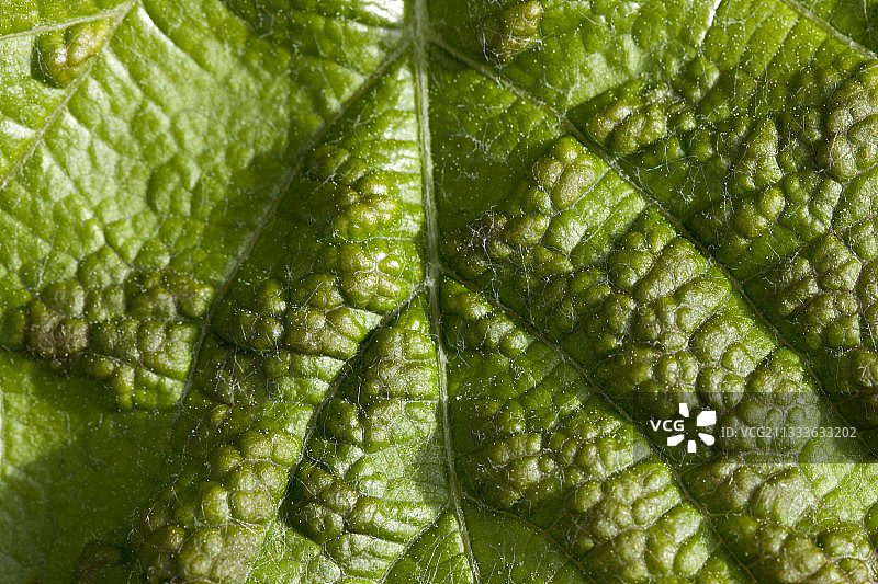 葡萄酒葡萄叶子上的茴香图片素材