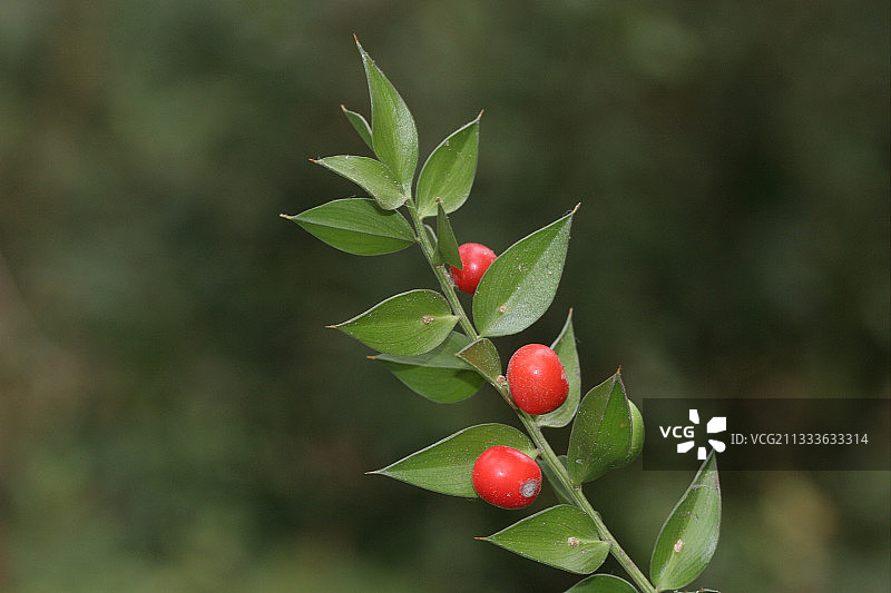 假叶树的果实图片素材