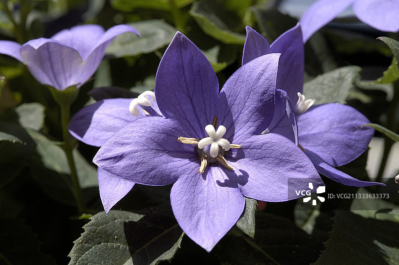 法国的桔梗花图片素材