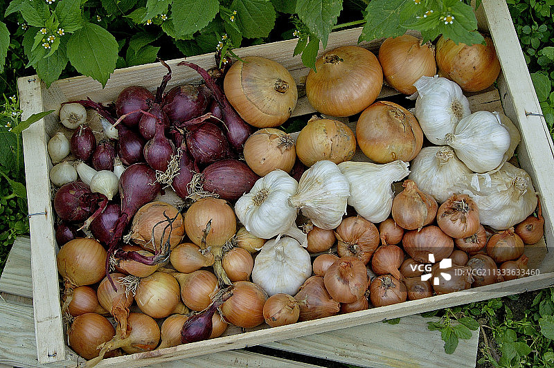 勒雷佩的美丽菜园图片素材