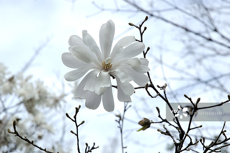 法国尼斯滨海阿尔卑斯省栽培的星花玉兰图片素材