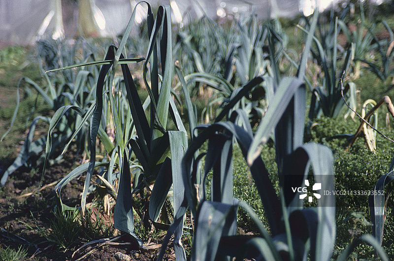 法国菲尼斯泰尔省锡赞角贝泽克厨房花园里的韭葱图片素材