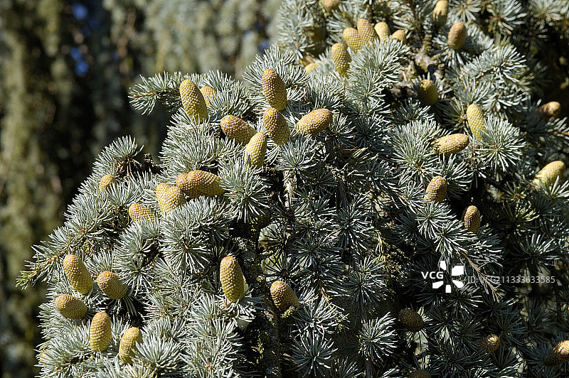 蓝色垂枝雪松法国图片素材
