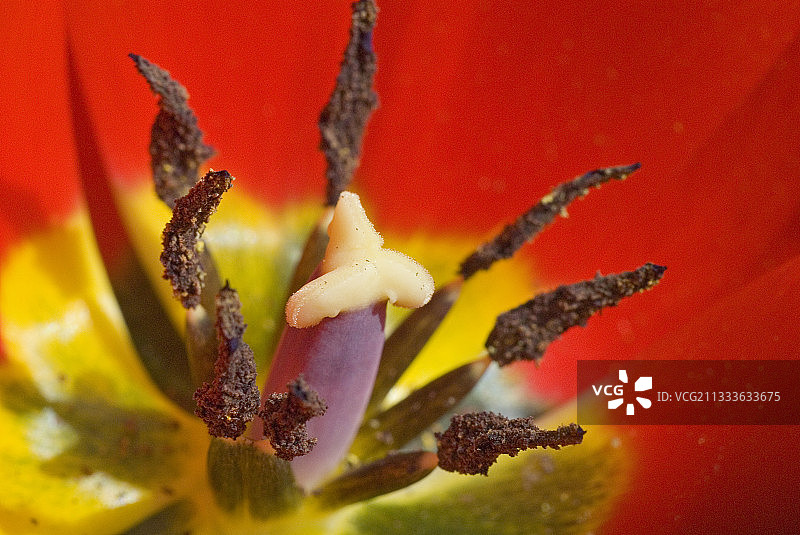 红色郁金香花心与粗棉布，法国图片素材