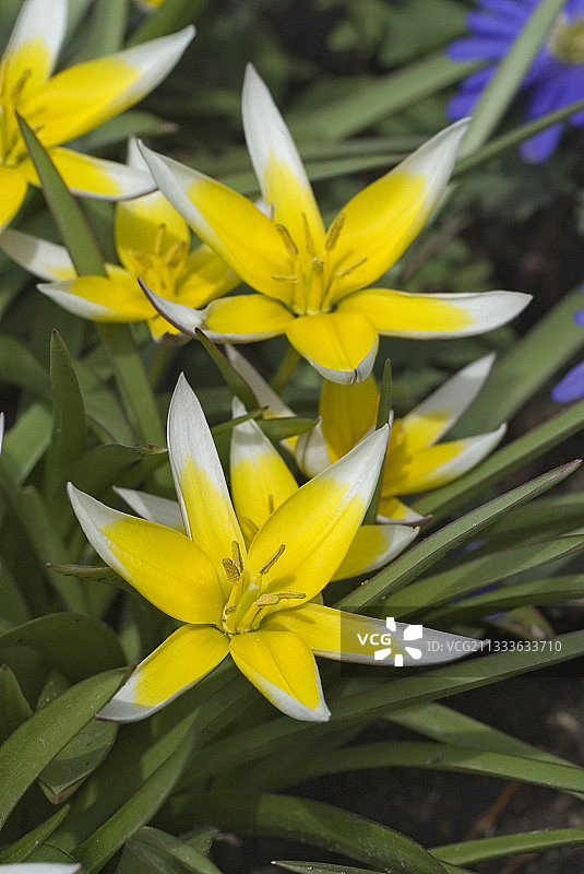 法国的黄色郁金香和白色花瓣点缀图片素材