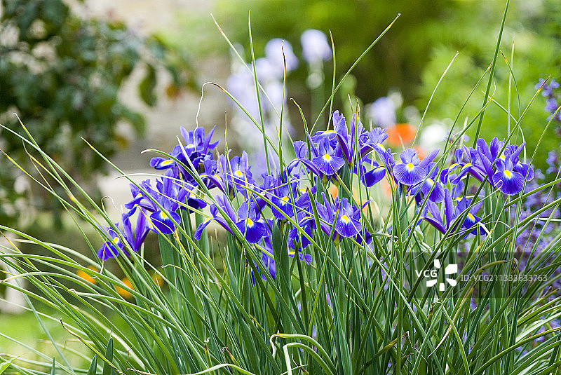 六月初早晨拍摄的照片图片素材