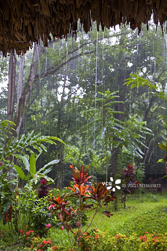 墨西哥雨中的热带花园图片素材