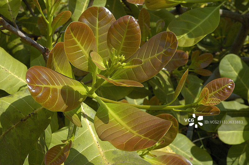 印度泰米尔纳德邦奥罗维尔的腰果嫩叶图片素材