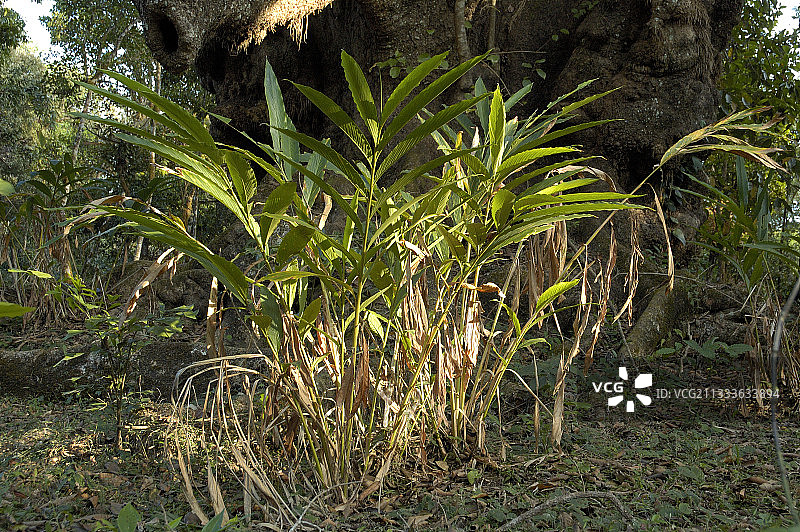 印度小豆蔻植物图片素材