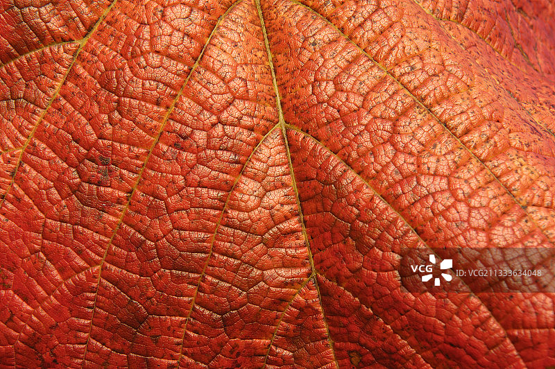 秋季阔叶葡萄叶脉图片素材