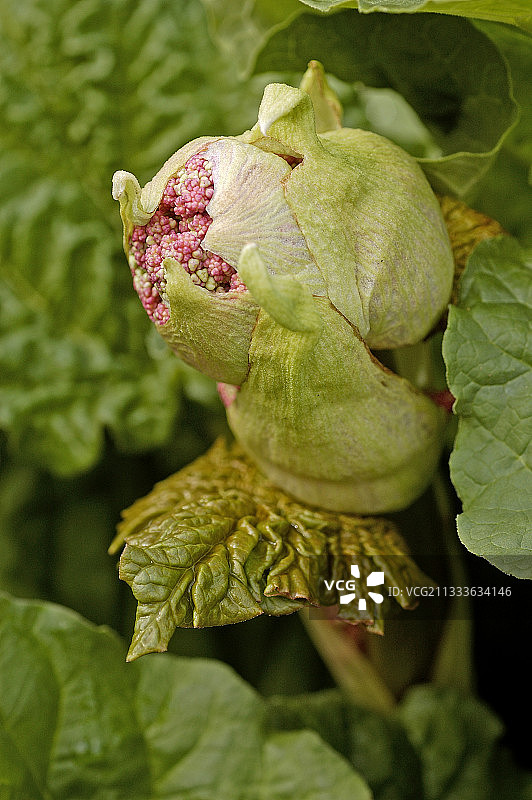 带有即将孵化的花朵的法国花卉大黄图片素材