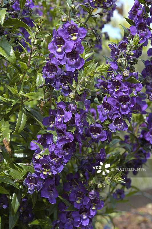 盛开的夏季金鱼草“Angelmist Deep Plum Imp.”图片素材