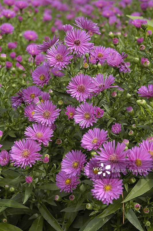 盛开的蓬松紫菀"CV. Jenny"图片素材