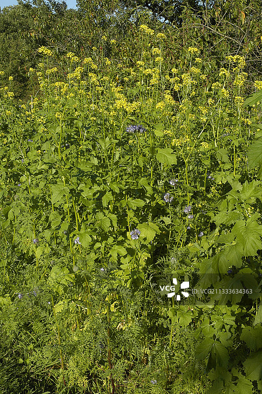 厨房花园里的芥末和齿叶图片素材
