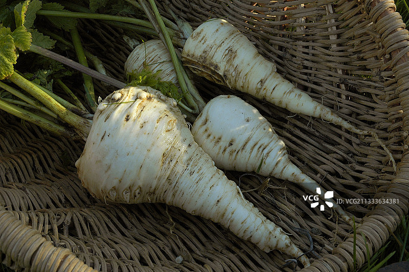 篮子里的欧洲防风草图片素材