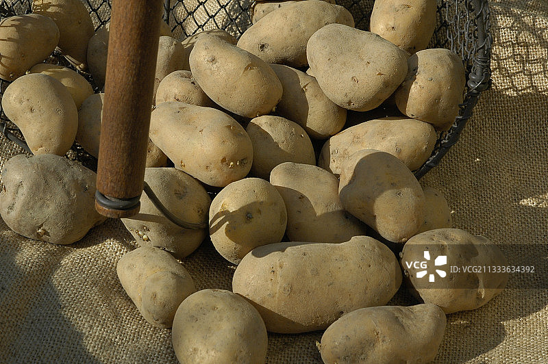 秋季烤土豆图片素材