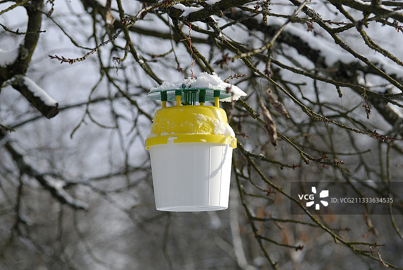 法国樱桃树上的冬季飞蛾陷阱图片素材