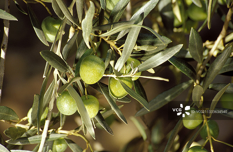 橄榄树上的橄榄特写图片素材