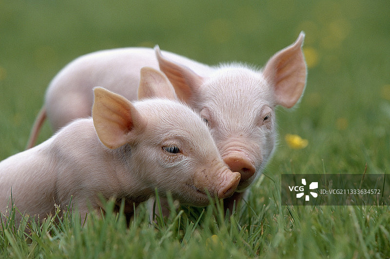 草地上的两只小猪（法国）图片素材
