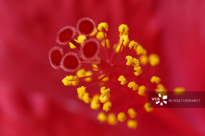 芙蓉花生殖器官的细节图片素材