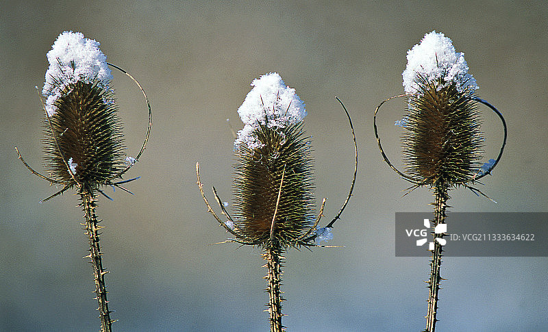 冬季上萨瓦省的弗勒斯 teasel 花序图片素材