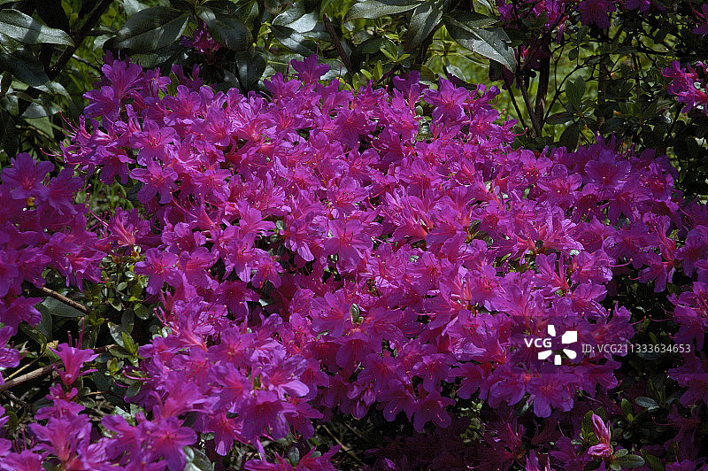 巴雷国家植物园的皋月杜鹃图片素材
