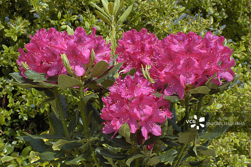 盛开的‘新地岛’杜鹃花，法国图片素材