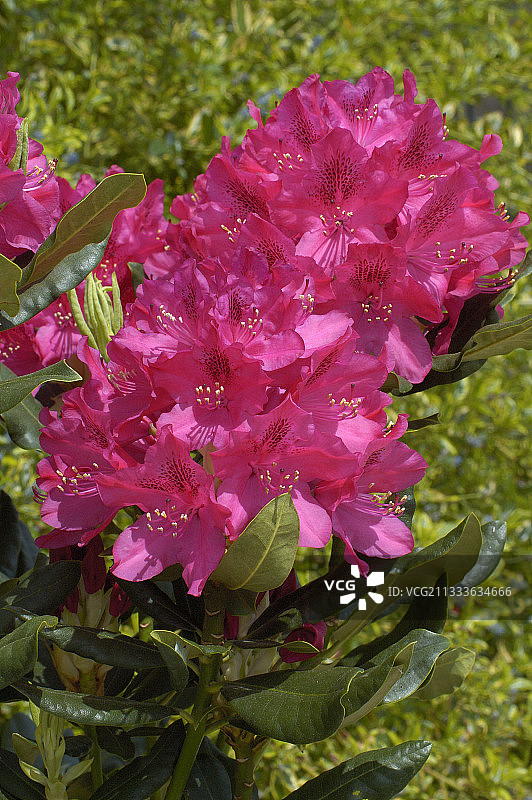 盛开的‘新地岛’杜鹃花，法国图片素材