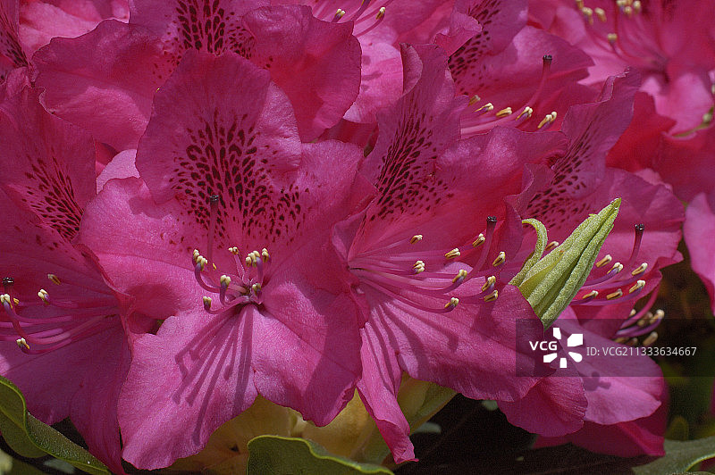 杜鹃花“新泽姆布拉”图片素材