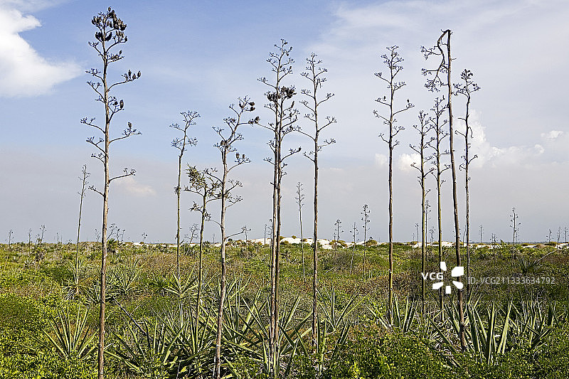 尤卡坦州里奥拉加托斯图片素材