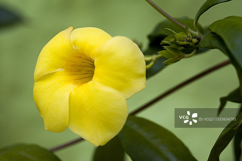墨西哥热带花园中的金色喇叭花图片素材