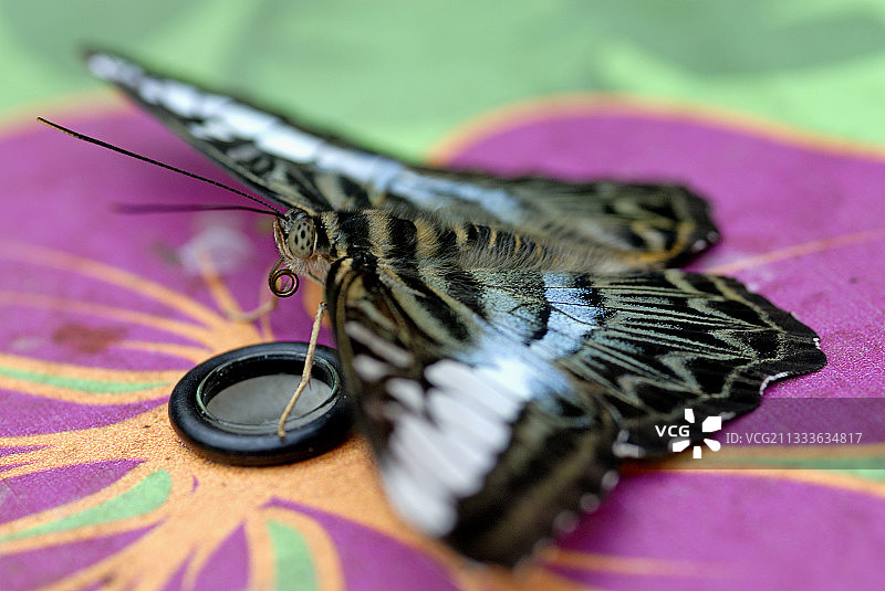 蝴蝶在管中吸食甜味液体图片素材