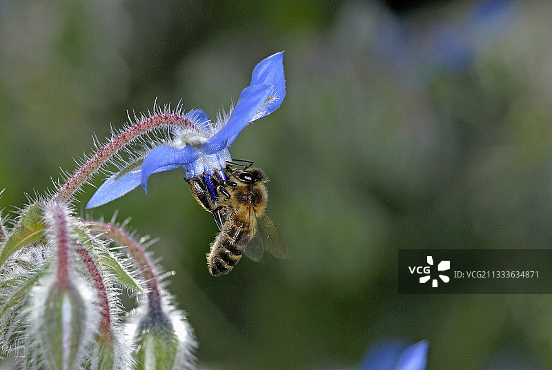 蜜蜂在萨纳里花园的花朵上采蜜图片素材