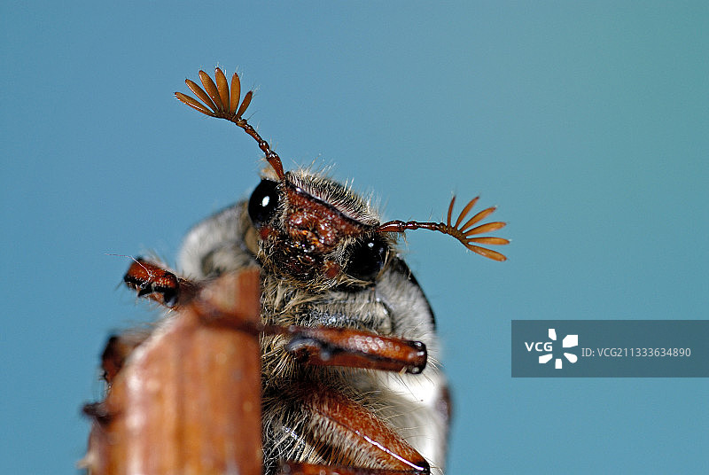 法国树枝上的欧洲金龟子特写图片素材