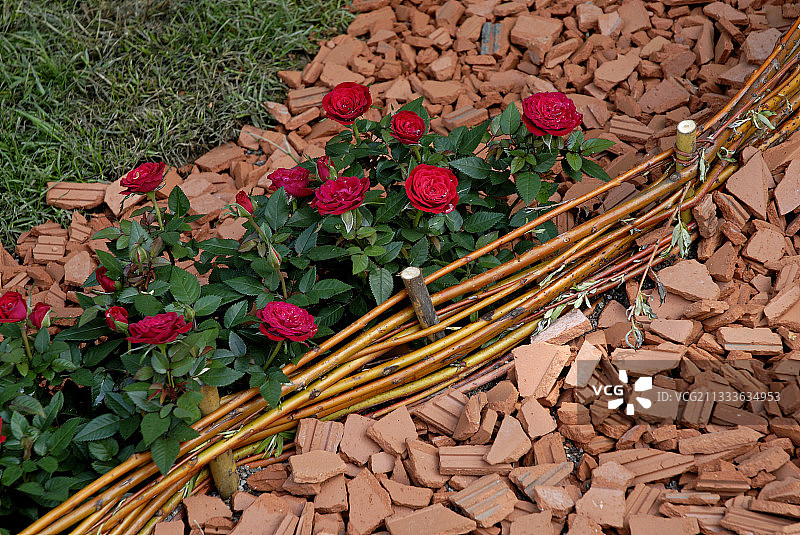 玫瑰花，破碎的瓷砖和柳条茎图片素材
