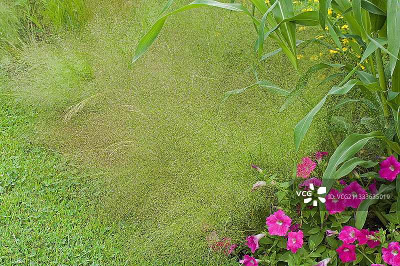 夏天花园边界的云草图片素材