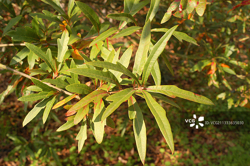 法国维埃纳普雷耶水栎树苗圃的树叶图片素材