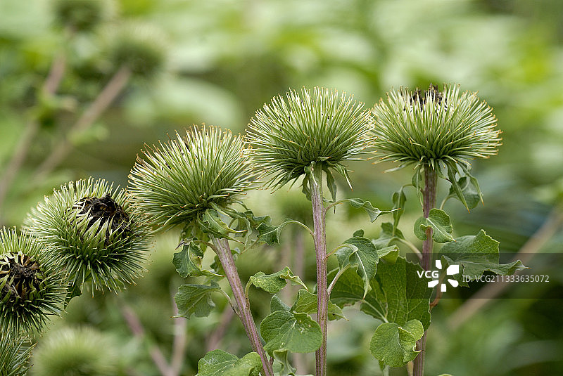 灵感源于环扣紧固系统的发明：1948年瑞士工程师乔治·德·梅斯特拉发明的尼龙搭扣图片素材