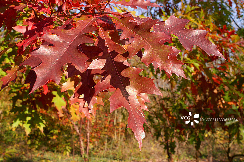 法国维埃纳省拉普雷耶的树木苗圃图片素材
