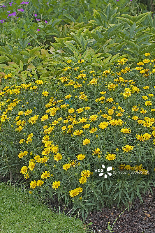 夏季盛开的剑叶旋复花群图片素材