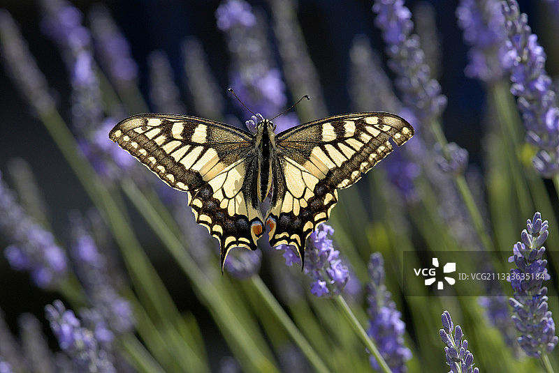法国薰衣草花上的旧世界燕尾蝶图片素材