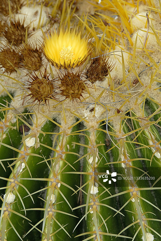 法国拉西奥塔米格尔公园盛开的桶形仙人掌图片素材