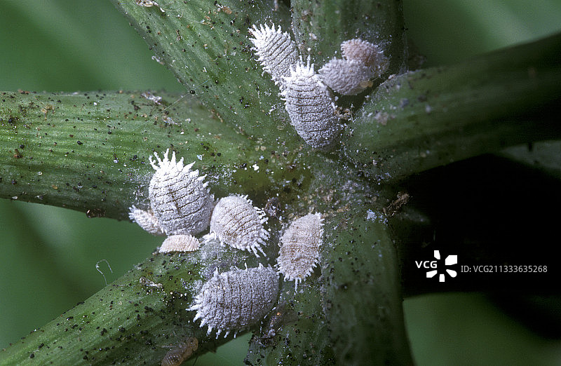 法国柑橘类水果上的吹绵蚧图片素材
