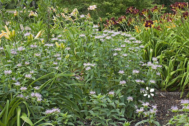 夏季盛开的柠檬蜜蜂花图片素材