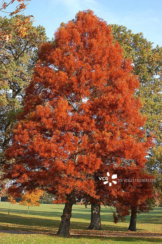 十一月的落羽杉秋叶图片素材